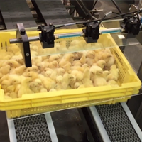 poultry division